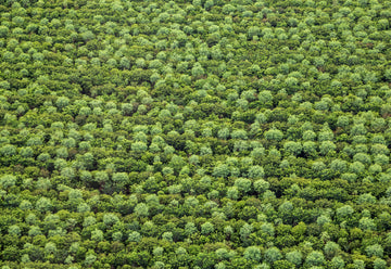 Embracing Nature's Essence: Exploring the Positives of Blue Cypress and Sandalwood