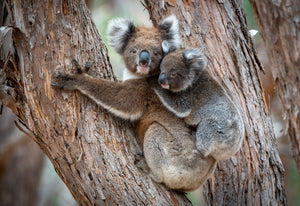 Preserving Paradise: The Intrinsic Value of Koalas and Restoring Native Eucalyptus Forests