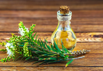 Harnessing Nature's Healing Power: Exploring the Benefits of Tea Tree Oil