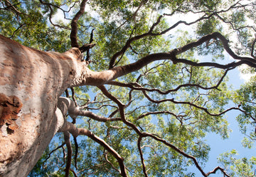 Embracing Nature's Invigorating Duo: The Positives of Eucalyptus and Grapefruit Scents